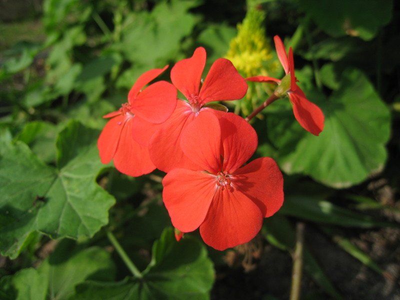 Piante & sementi: Pelargonium inquinans - eine Pflanze! – Nuovo (secondo la descrizione) da Steffisburg venduto da Petroselium