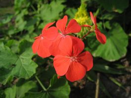 Pelargonium inquinans - eine Pflanze!