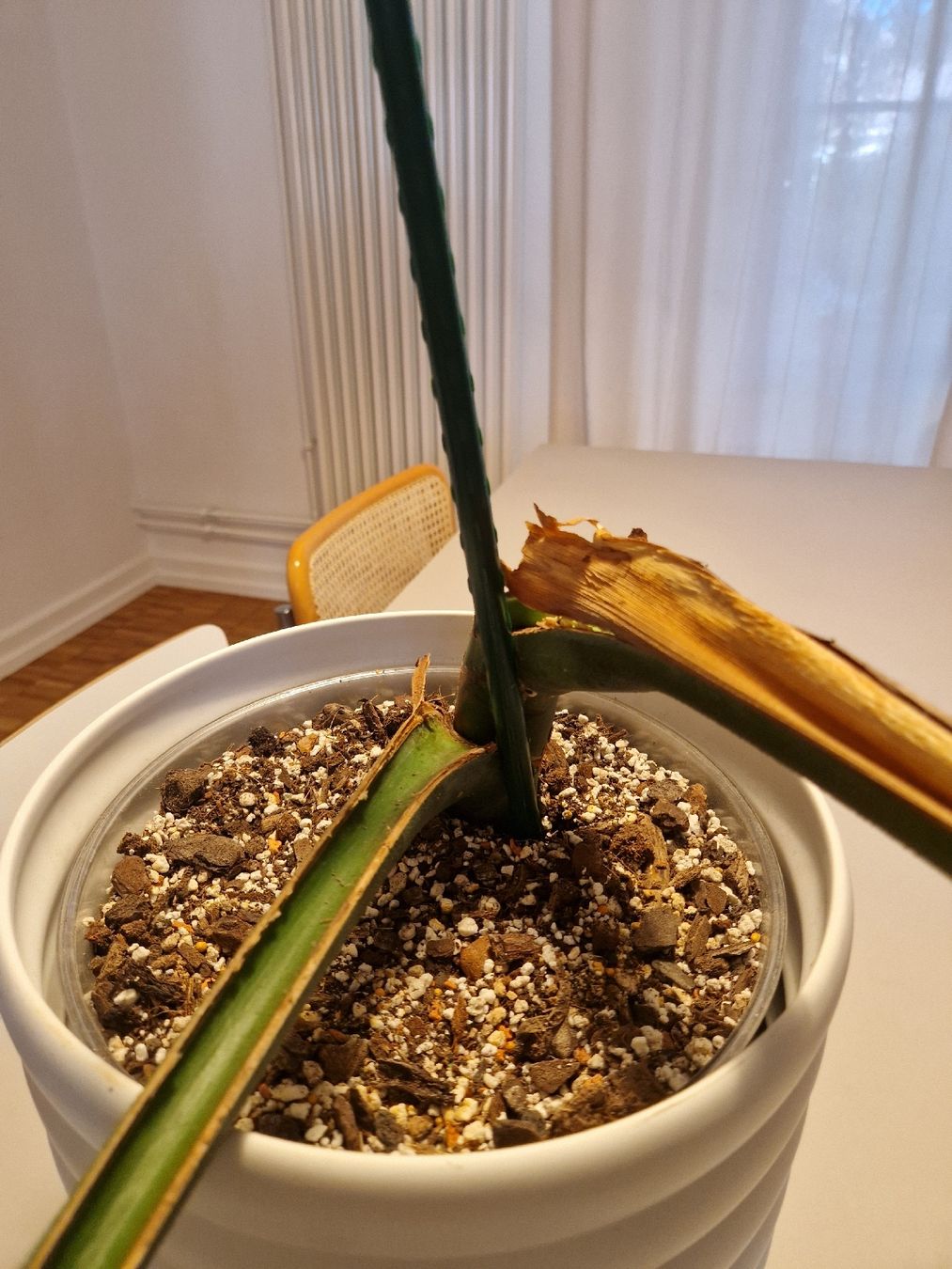 Pflanzen & Samen: Monstera Deliciosa Pflanze Large Form – Gebraucht aus Basel von Musawida 1
