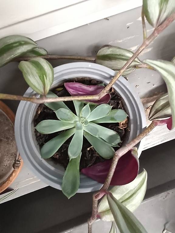Plantes & graines: Verschiedene Pflanzen – D'occasion à Bern par ali_x5lx 3