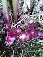 CANNA EDULIS ( comestible ) PERMACULTURE