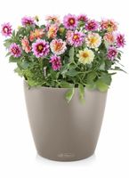 Lechuza Classico Color 18 Pflanztopf mit Bewässerung!