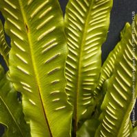 ASPLENIUM SCOLOPENDRIUM - immergrüner HIRSCHZUNGENFARN