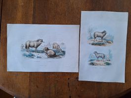 MOUTONS. 2 gravures