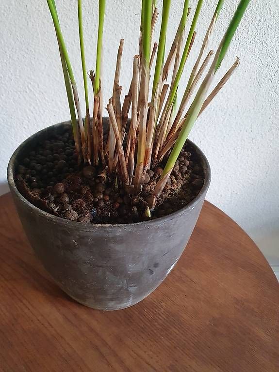 Pflanzen & Samen: Papyrus  – Gebraucht aus Olten von stritten 2