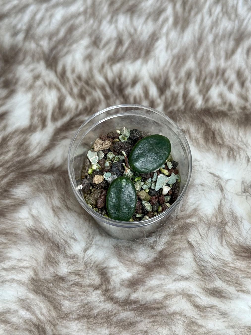 Piante & sementi: Hoya spectatissima – Nuovo (secondo la descrizione) da Bachenbülach venduto da ilawega