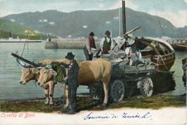 Zürich  ZH  -   Kuhgespann am Zürichsee    ca. 1910