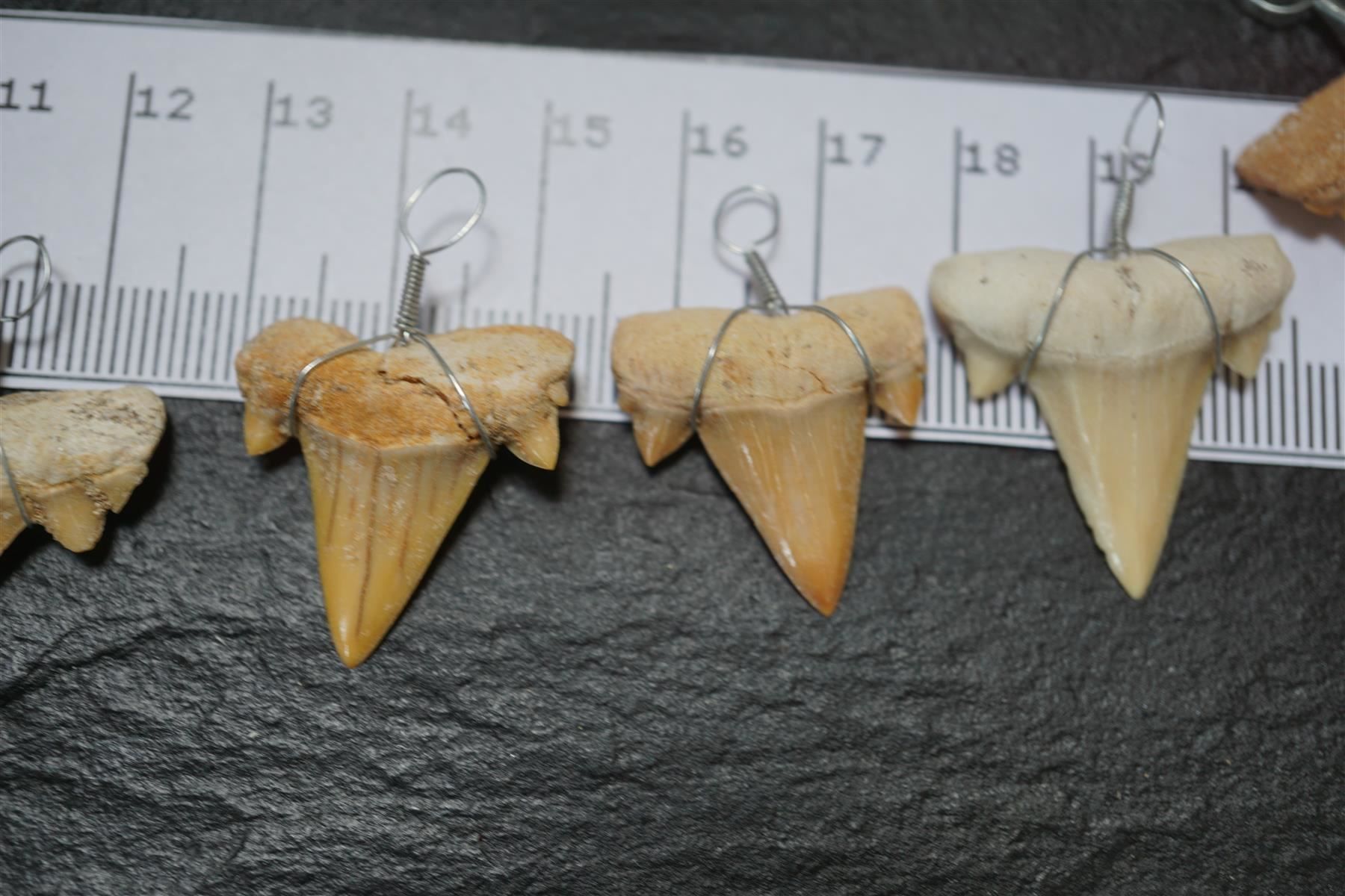 Fossili: Haifischzahn Fossil  Anhänger – Nuovo e nell'imballaggio originale da Eschenbach SG venduto da topstone