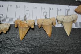 Haifischzahn Fossil  Anhänger