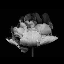 Profile image of ninie_zh