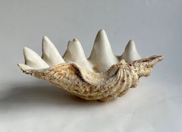 Grosse natürliche Muschelschale*****