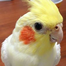 Profile image of Jus_De_Fruits