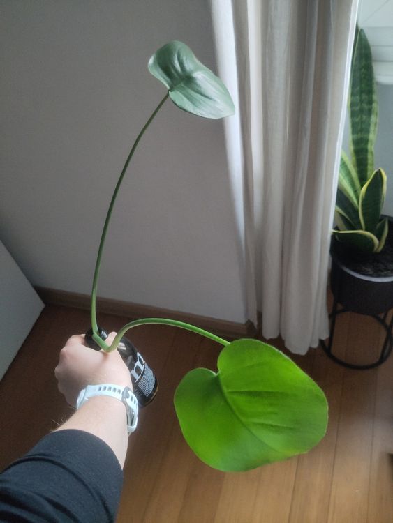Junge Monstera Ableger  (Neu (gemss Beschreibung)) in Zrich fr CHF 5   nur Abholung auf Ricardo kaufen