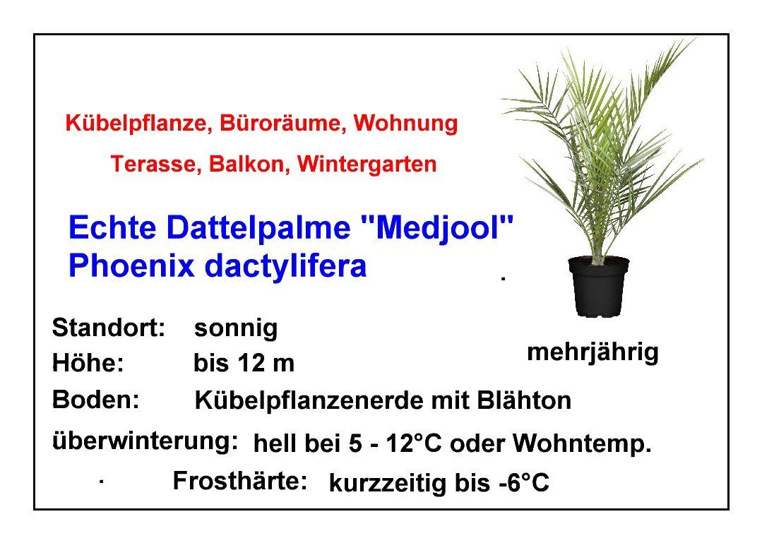 Pflanzen & Samen: Echte Dattelpalme Medjool - Phoenix dactylifera - 100 Samen – Neu und originalverpackt aus Sumiswald von Cham14558 2