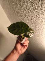 Alocasia Golden Bone 🌱