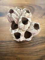 Seepocken Cluster echt original Korallen Meer rosa 