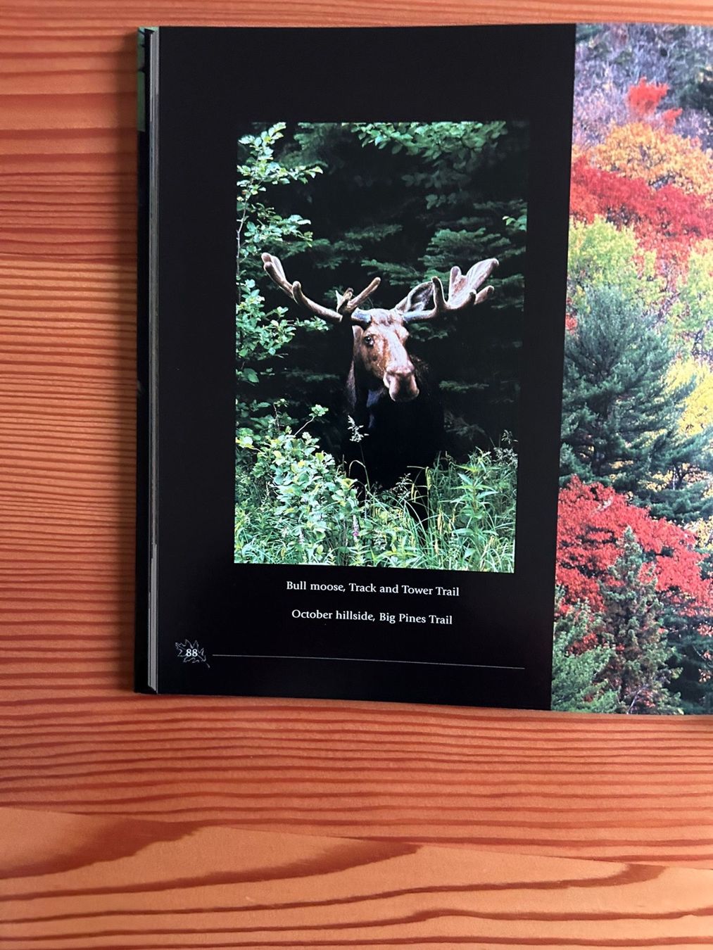 Libri: Algonquin Souvenir von Michael Runtz / NEU – Nuovo e nell'imballaggio originale da Zürich venduto da elsoca 4