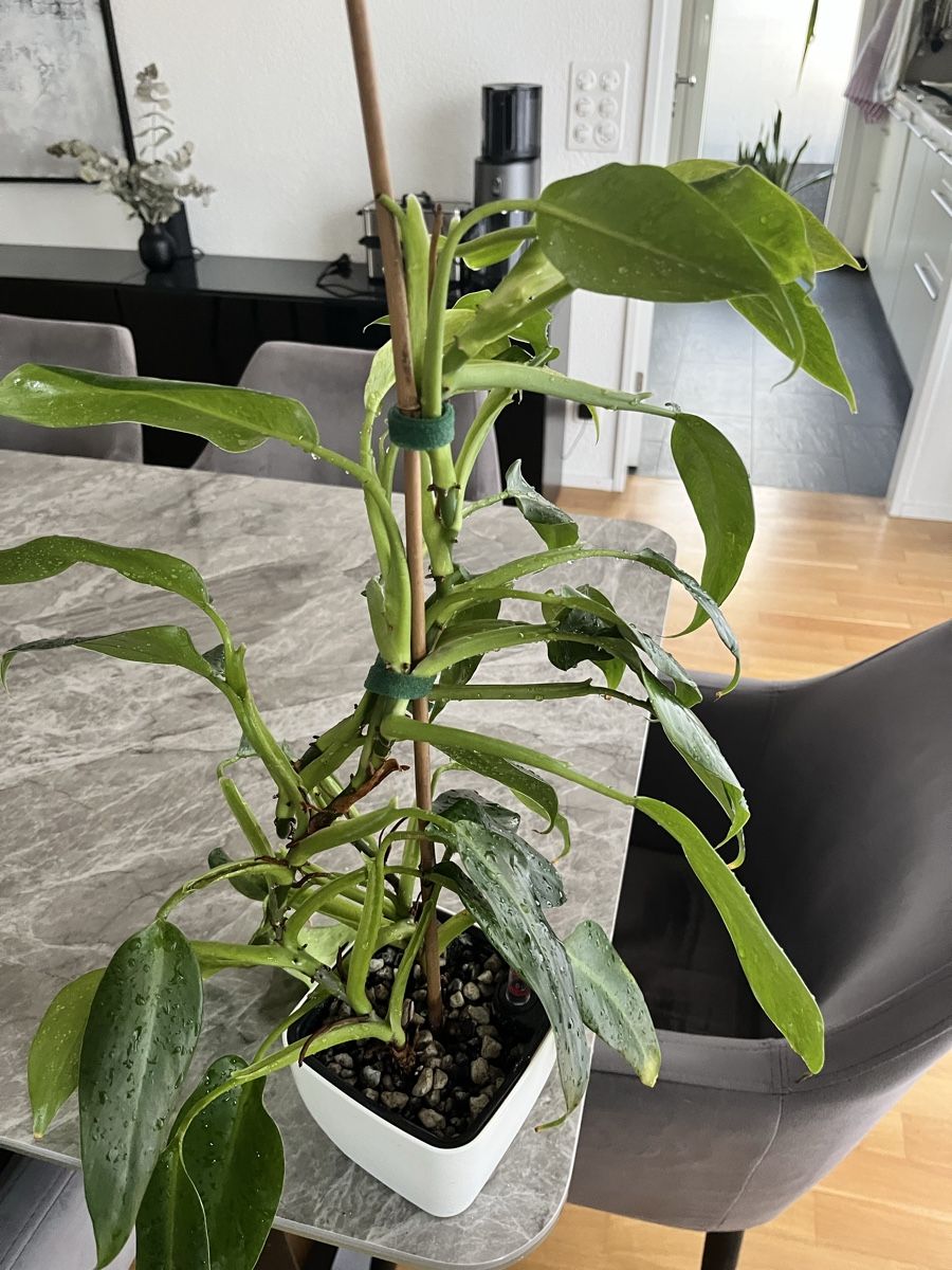 Pflanzen & Samen: Philodendron – Gebraucht aus Uster von ke114 3