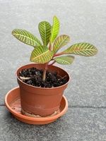 8 Stk. Spuckpalme Samen Euphorbia Leuconeura