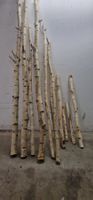 Deko Birkenstämme bis 230cm cm trocken