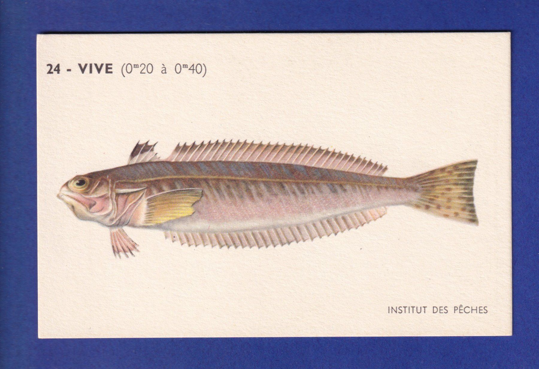 Ansichtskarten: Poisson - VIVE – Gebraucht aus Pully von nicecards-shop