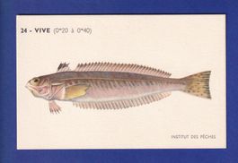 Poisson - VIVE