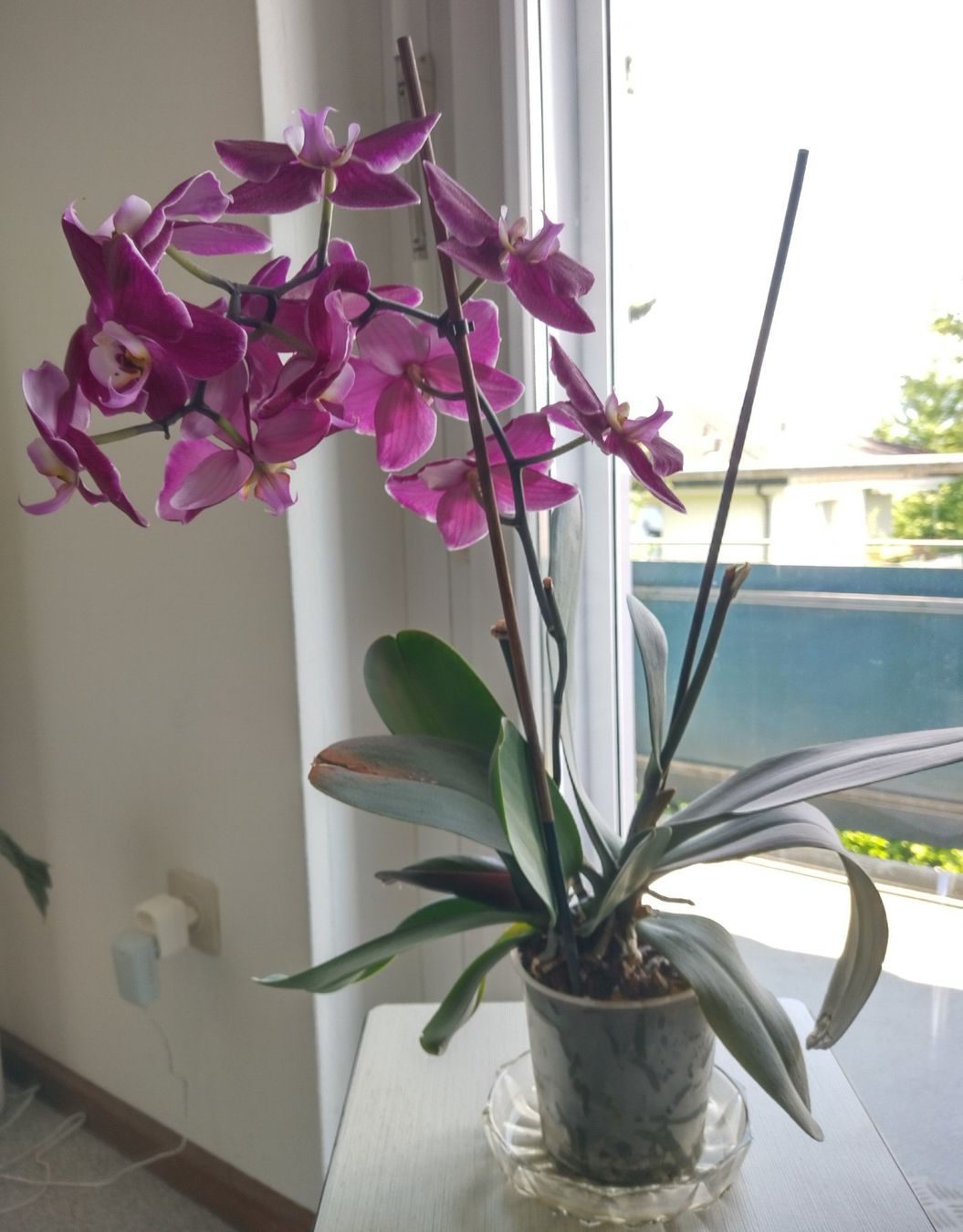 Piante & sementi: Orchidee Phalaenopsis🌸 – Usato da Jona venduto da Argus36 1