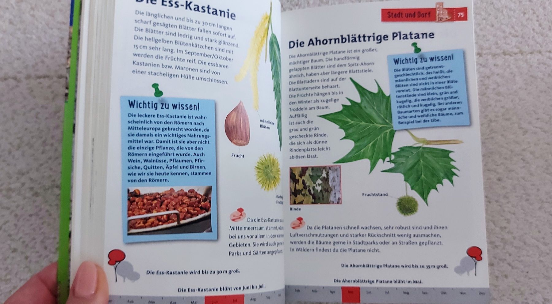Libri: Kinderbuch "Tier- und Pflanzenführer" – Nuovo (secondo la descrizione) da Wabern venduto da Irakene 5
