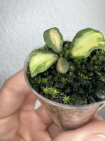Hoya kanyakumariana variegata