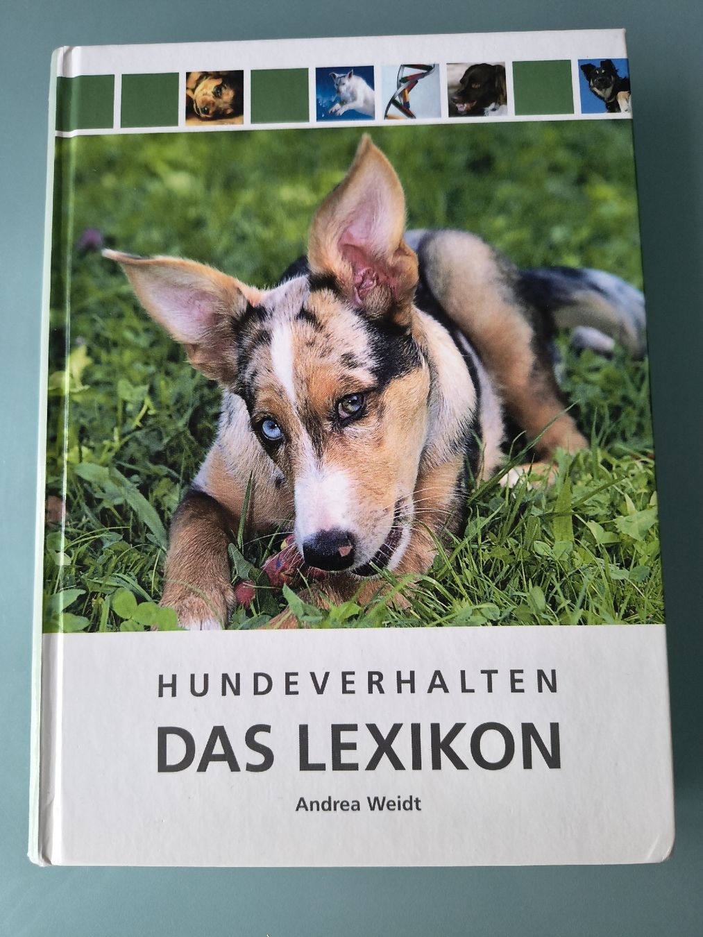 Libri: Hundeverhalten - Das Lexikon – Usato da Thun venduto da man_fg9v