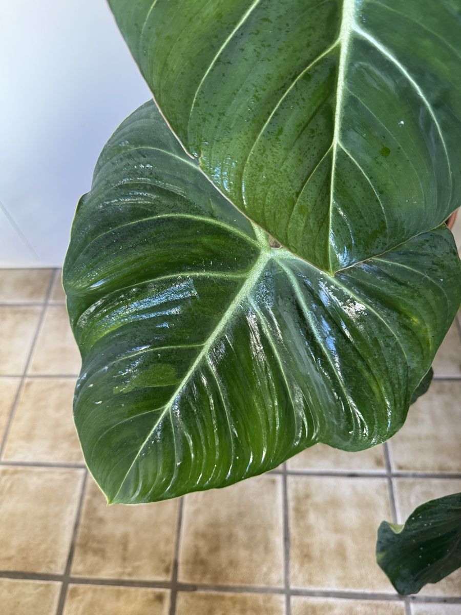 Piante & sementi: Philodendron Gloriosum  – Usato da Sugiez venduto da fabandy16 4