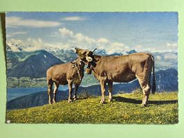 Rigi - Rotstock
