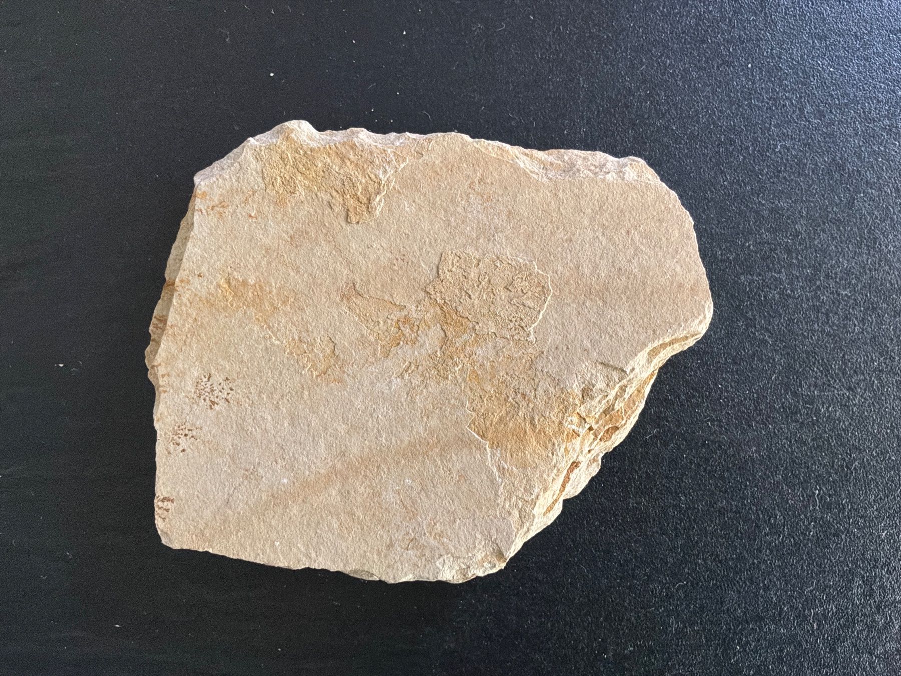 Fossiles: Sandfarbener Fossil-Stein mit Gräsern – D'occasion à Bremgarten AG par Belana0 2