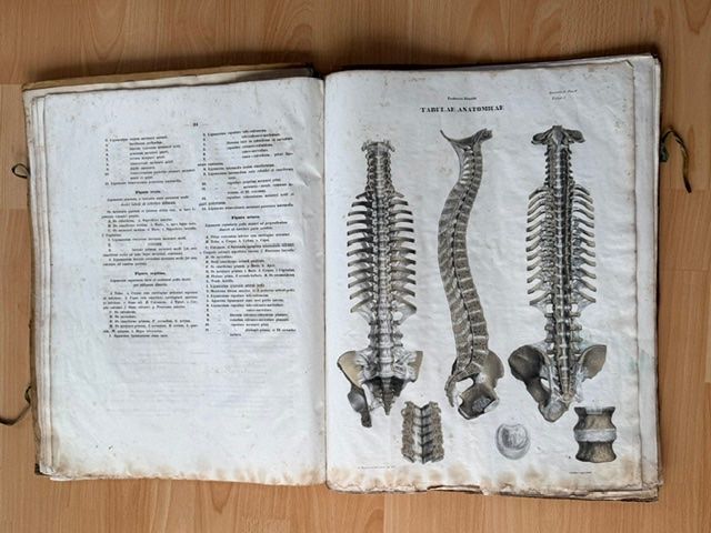Grafiken & Lithographien: Zwei Lithographien "Tabula Anatomicae" v. Frederici Arnoldi – Gebraucht aus Lostorf von Nick1258 4