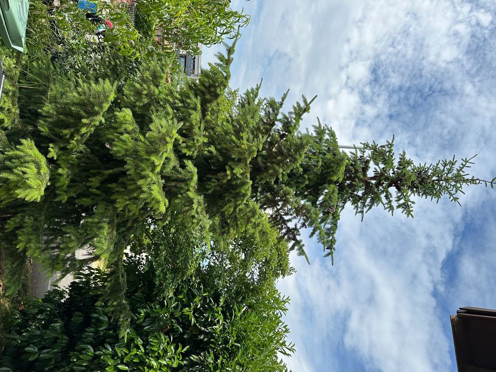 Tannenbaum Kaufen auf Ricardo