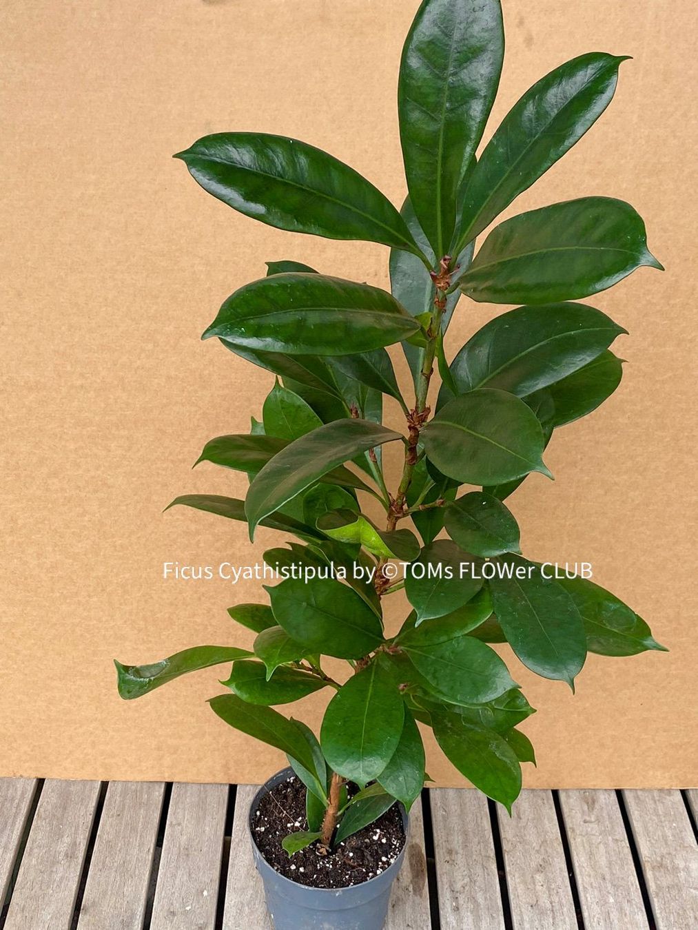 Pflanzen & Samen: Ficus Cyathistipula - afrikanischer Feigenbaum - 70-90cm – Neu und originalverpackt aus Adliswil von TAKEYOURPLANT 7