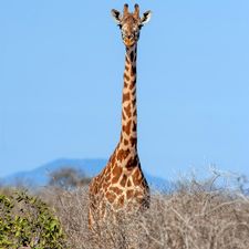 Profile image of lagirafe81