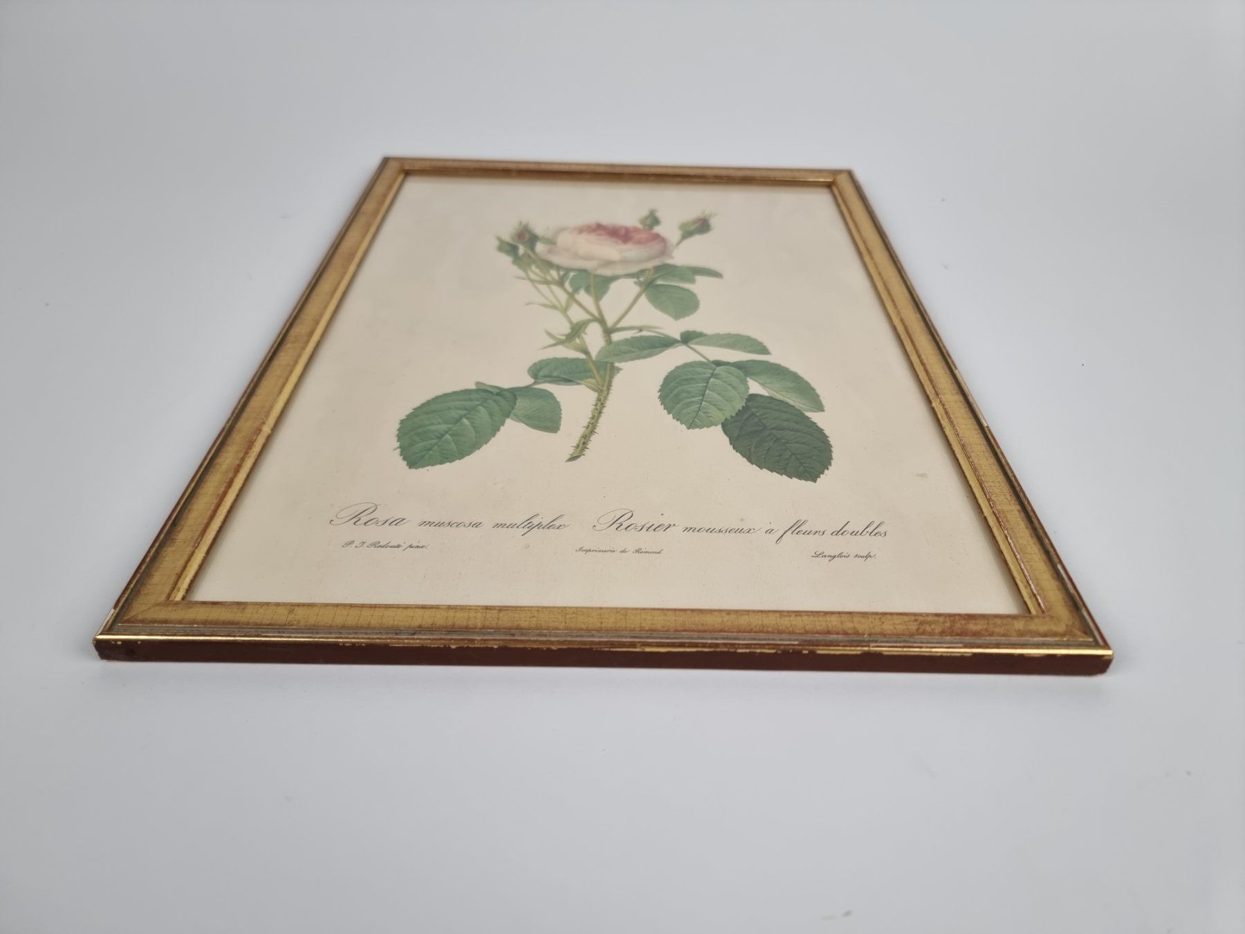 Foto & Immagini: Wandbild Rose – Usato da Urtenen-Schönbühl venduto da Restwert_Schoenbuehl 5