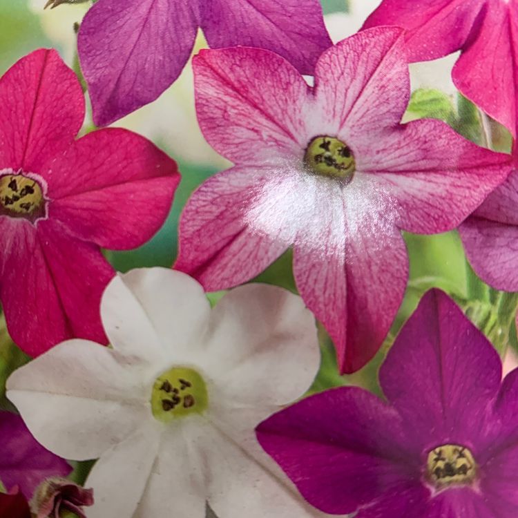 ZIERTABAK / Nicotiana alata / Samen Kaufen auf Ricardo