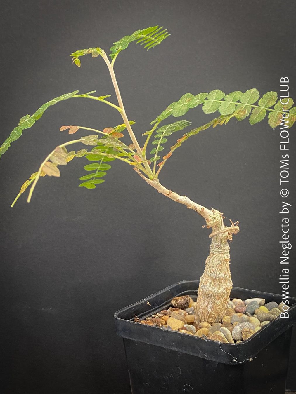 Piante & sementi: Boswellia Neglecta - Schwarzer Weihrauchbaum – Nuovo e nell'imballaggio originale da Adliswil venduto da astom369 3