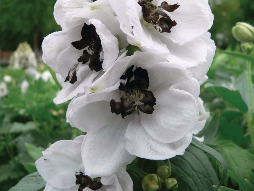 Piante & sementi: 50 Samen Rittersporn WHITE DARK BEE – Nuovo (secondo la descrizione) da Ehrendingen venduto da VerveinaSamen 3