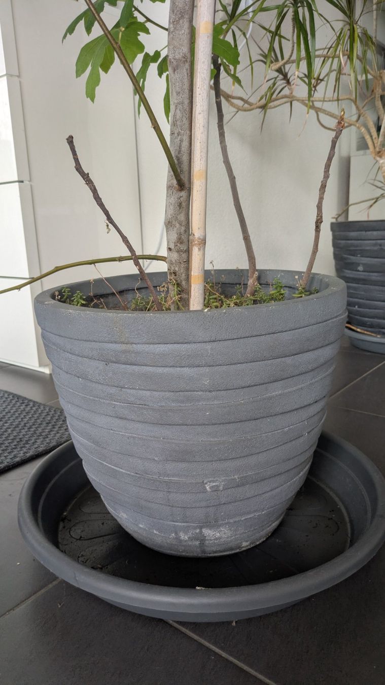 Pflanzen & Samen: Grosser Feigenbaum inklusive grossem Pflanztopf – Gebraucht aus Bremgarten b. Bern von oll_8gnq 1