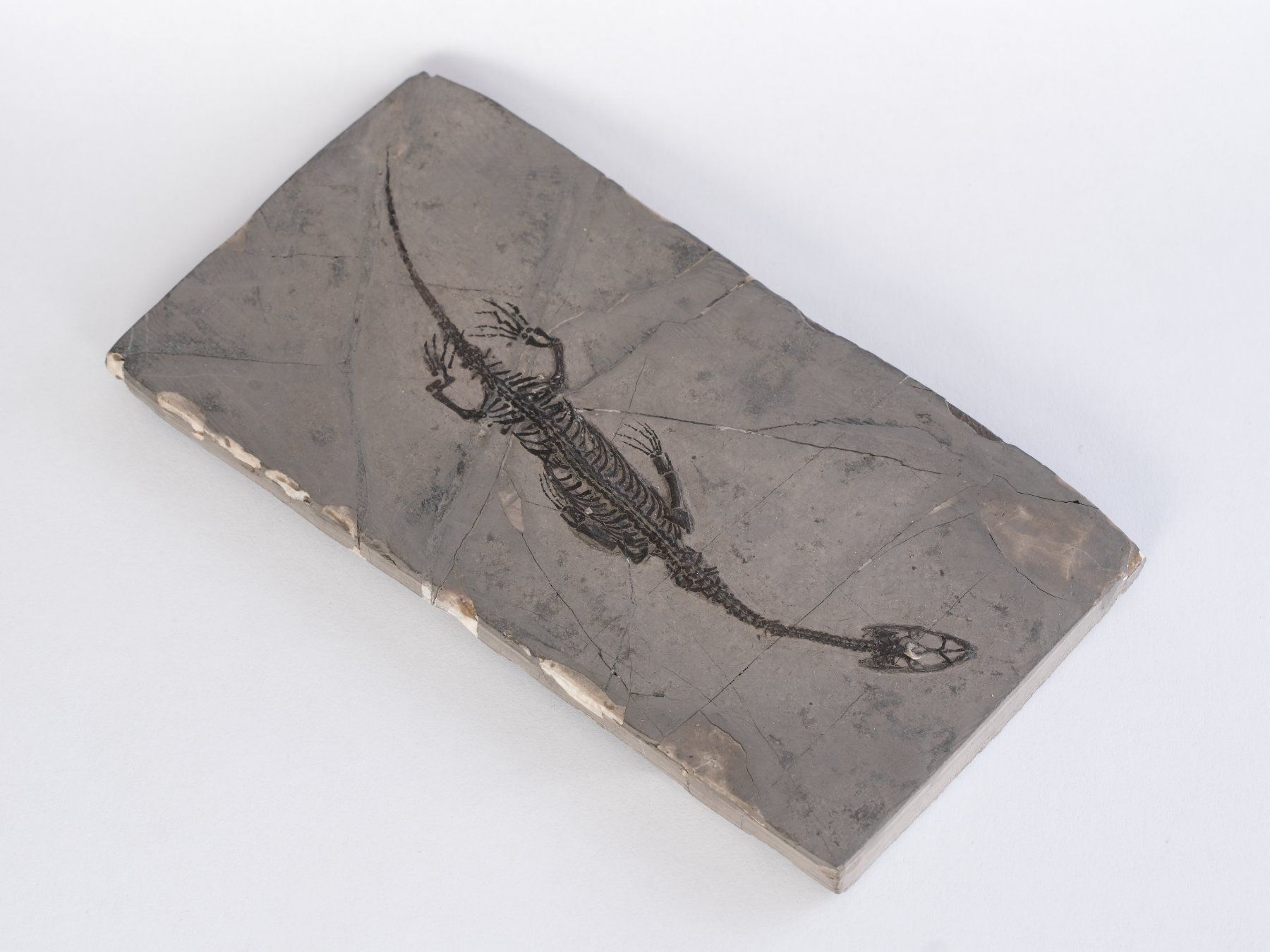 Fossili: Schwimmsaurierer - Keichousaurus hui - Nothosaurus - China – Usato da Heiden venduto da mats10 3