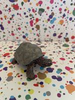 Schildkröte Schleich Figur braun guter Zustand