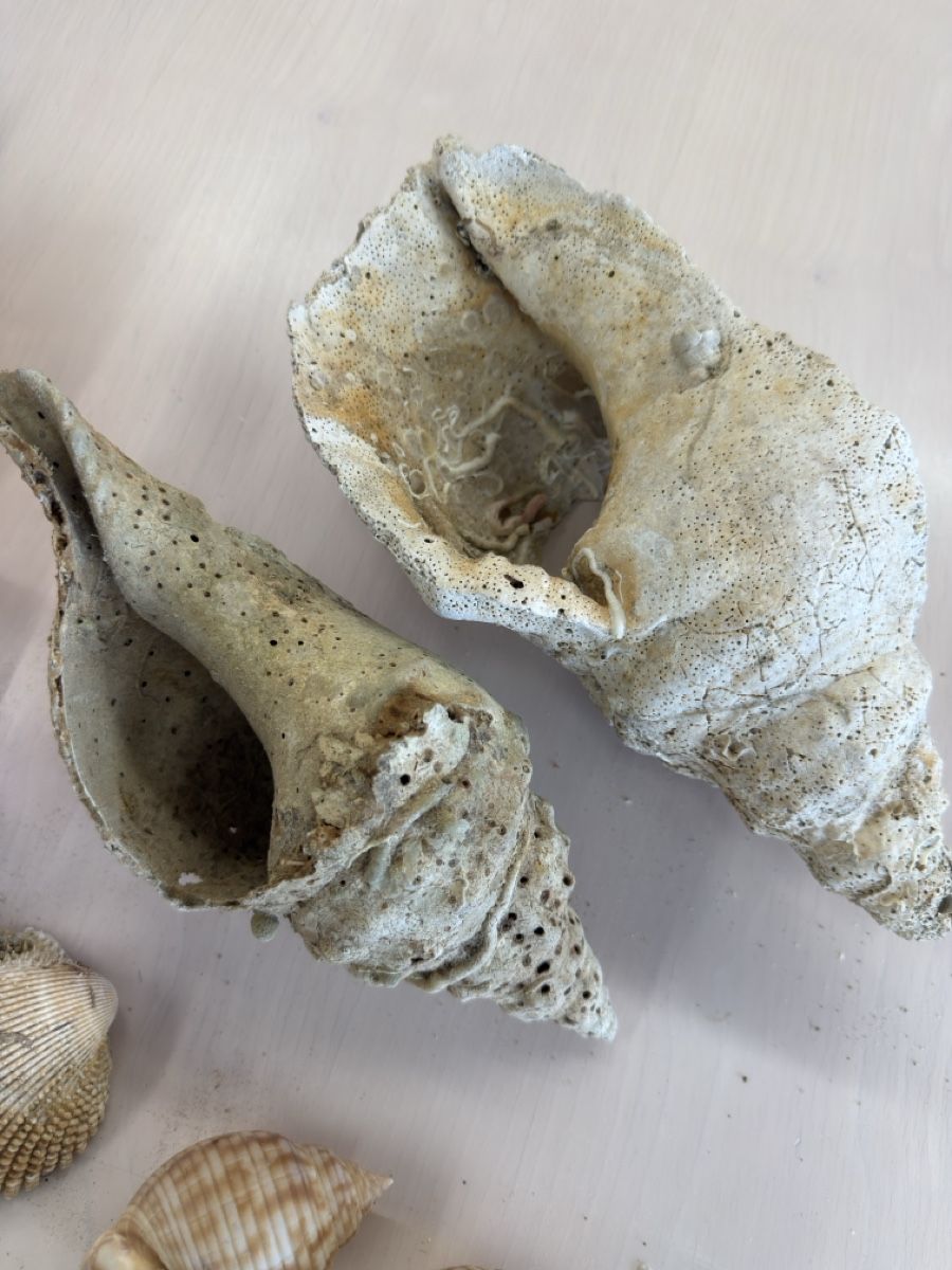 Tutte le decorazioni: Echte grosse Muscheln  – Usato da Zuzwil SG venduto da Pomy 2
