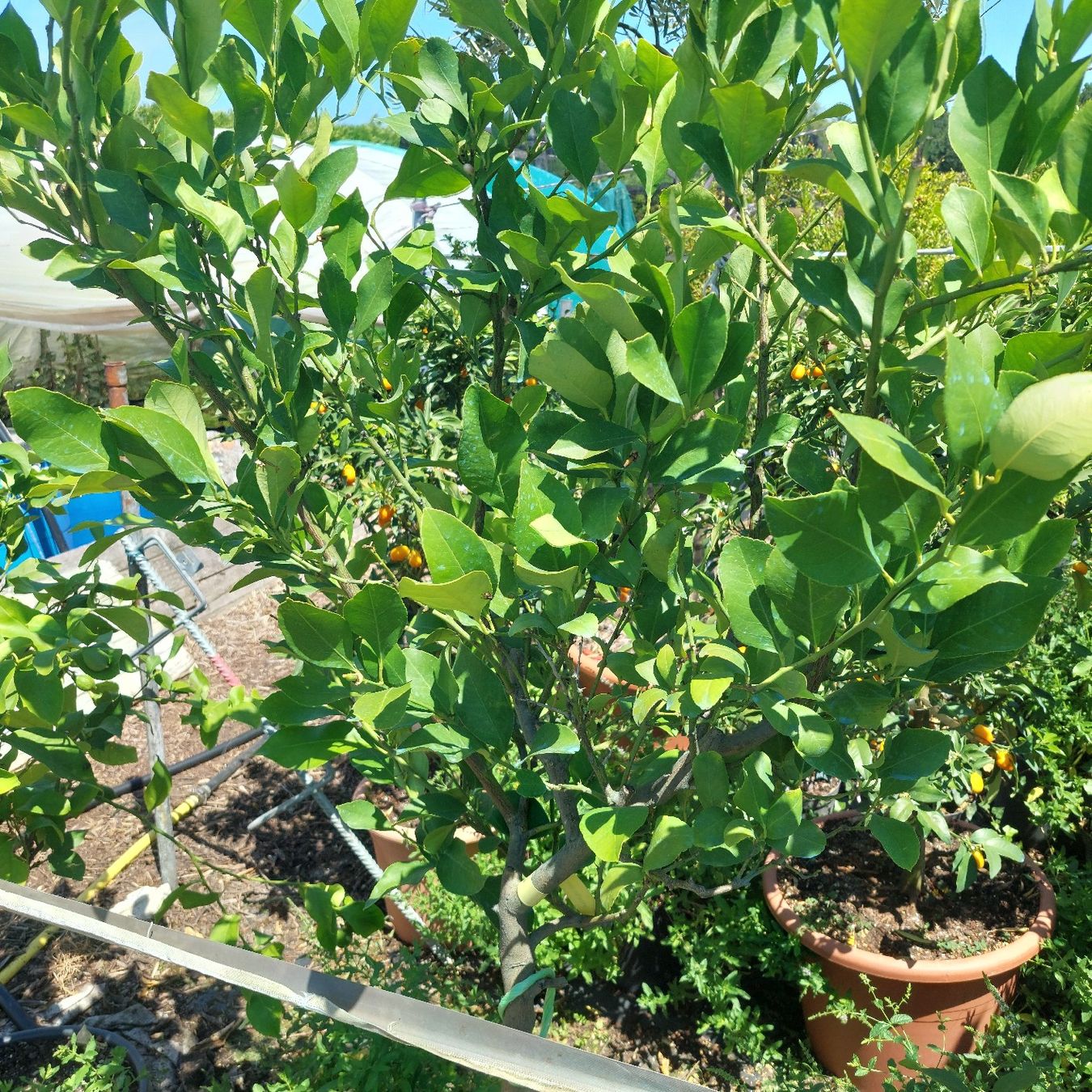 Piante & sementi: Zitronenbaum mit Frucht im Topf  – Usato da Honau venduto da Blazer1 3