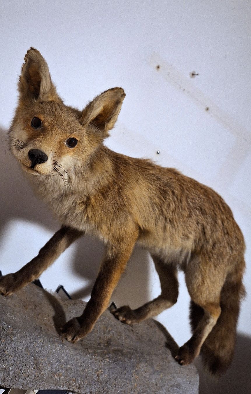 Il mondo degli animali: Sehr authentischer Fuchs/ Präparat – Usato da Emmenbrücke venduto da abu_9mj8 2
