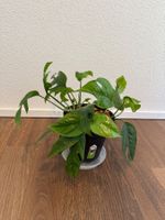 Epipremnum Pinnatum