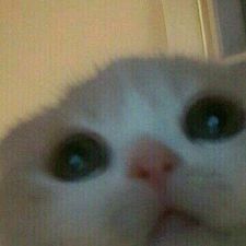 Profile image of feltwhy