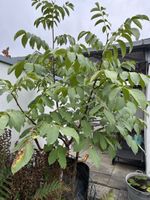 Walnussbaum jung kräftig gesund guter Zustand Gartenbaum